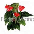Piante da appartamento